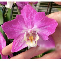 Phal. Blushing Beauty метелик