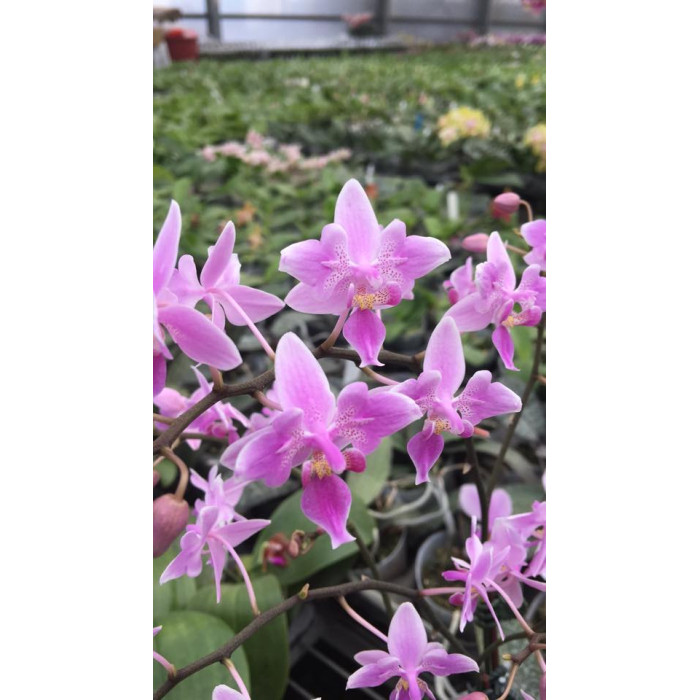 Фаленопсис ((Schilleriana x Equestris) метелик)