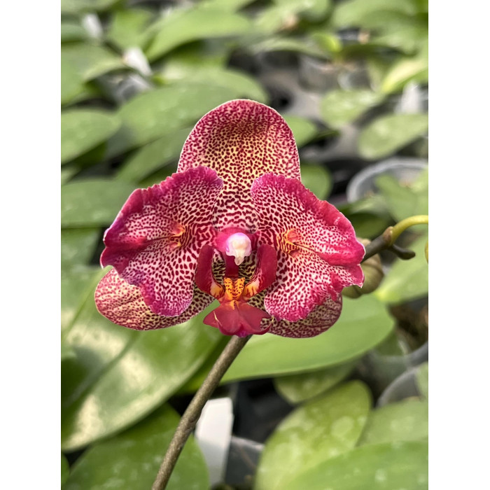 Фаленопсис Син-Юан Гоулден Б'юті x Акез Світі (Sin-Yuan Golden Beauty x Ackers Sweetie) метелик)