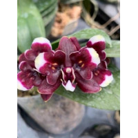 Phal. 75065 метелик