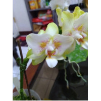 Phal. Anmino Yellow Bat AN-6615 метелик