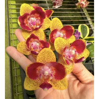 Phal. Anmio Berry 6613 метелик