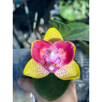 Phal. Anmio Berry 6613 метелик 1,7