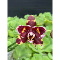 Phal. Anmino Yellow Bat AN-6602 бабочка