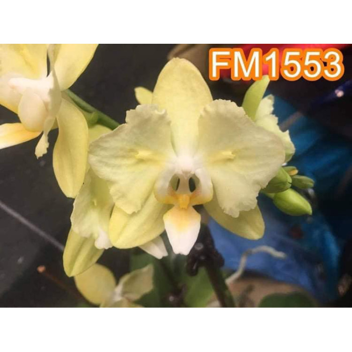 Фаленопсис Фангмей Грин Лайт ФМ-1553 (Fangmei Green Light FM-1553 бабочка)