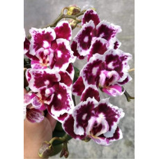 Phal. Formosa Cranberry Black and White Queen бабочка