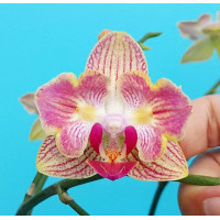 Phal. Fullers Gold Stripes бабочка
