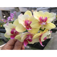 Phal. Joy Sunset Glow бабочка уценка