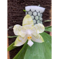 Phal. Mituo Golden Tiger метелик