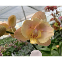 Phal. OX Lottery Prince бабочка