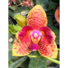 Phal. Orchid World бабочка