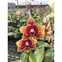 Phal. Sunrise Red Peoker метелик