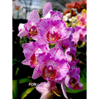 Phal. Tying Shin World Class x Lioulin Claire метелик