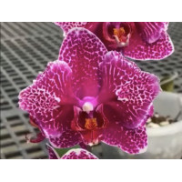 Phal. Victorias Lace бабочка