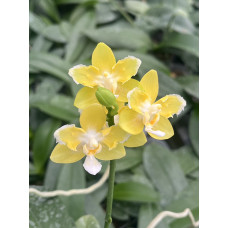 Phal. Yaphon Perfume Yellow метелик