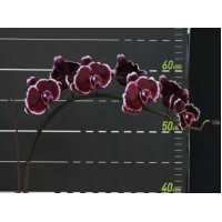 Phal. Hybrid № 559