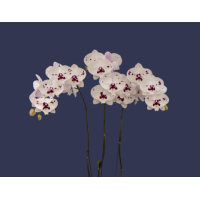 Phal. I-Hsin Dream Bubble big lip