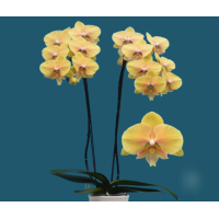 Phal. I-Hsin Moon Fairy big lip