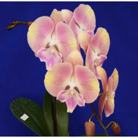 Phal. Pink Coral big lip