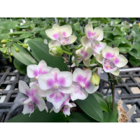 Phal. Ying YI Spring Dancer x Yu Pin Fire Work big lip