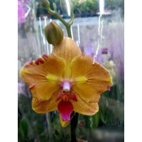 Phal. Golden Brick бабочка