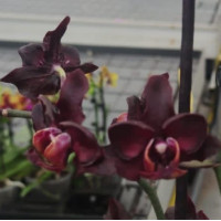 Phal. Hybrid № 546