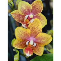 Phal. Hybrid №472