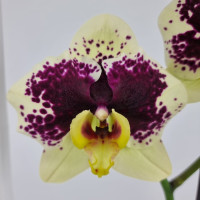 Phal. Hybrid №475