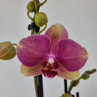 Phal. Hybrid №476