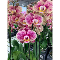 Phal. Hybrid №482