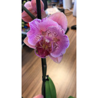 Phal. Hybrid №499 метелик