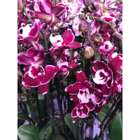 Phal. Hybrid №503 big lip