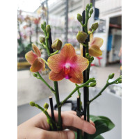 Phal. Hybrid №508