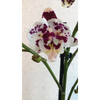 Phal. Hybrid №509 big lip метелик