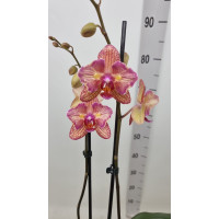 Phal. Kaleidoscope метелик