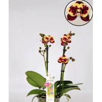 Phal. Lady Bug