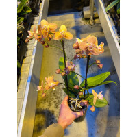 Phal. Monaco бабулетка