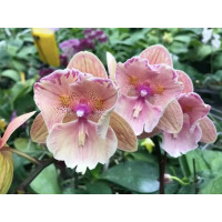 Phal. Lianher Rainbow біг ліп метелик 