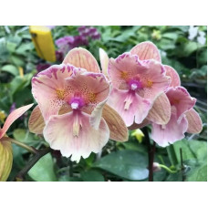 Phal. Lianher Rainbow біг ліп метелик 