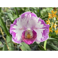 Phal. Champion Lightning метелик