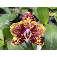 Phal. GW Green World метелик