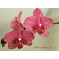 Phal. Brother Lancer