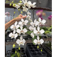 Phal. Aphrodite