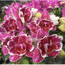 Phal. Masque метелик 1,7