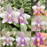 Phal. Philippinensis x Jennifer Palermo Phal. Philippinensis x Jennifer Palermo