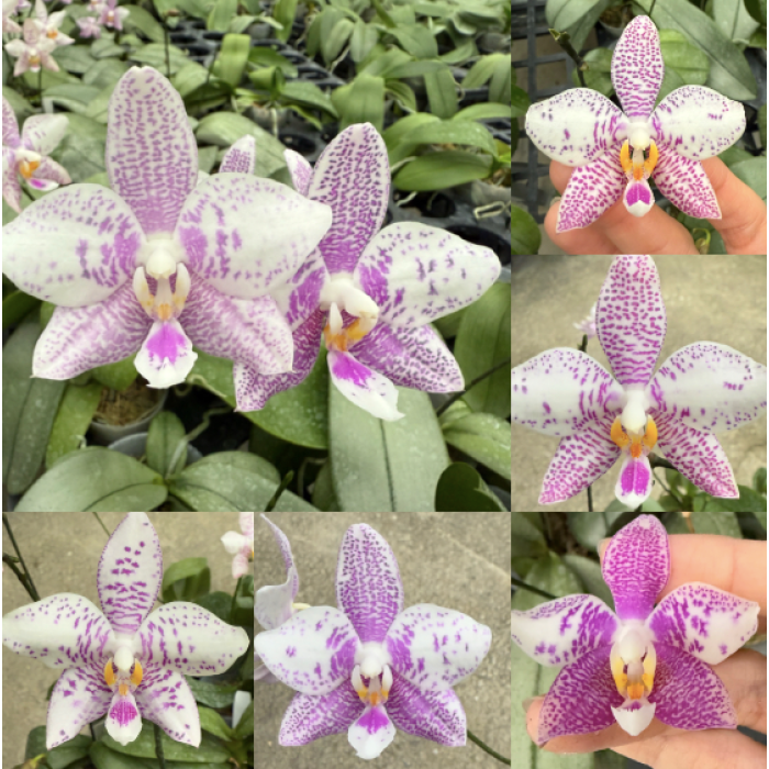 Фаленопсис Philippinensis x Jennifer Palermo Фаленопсис Philippinensis x Jennifer Palermo