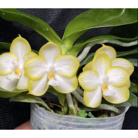 Phal. Yaphon Gelacea Green