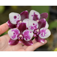 Phal. Mituo Flare Peacock × Yungho Gelb Canary 