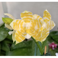 Phal. KS Super Zebra Golden Zebra