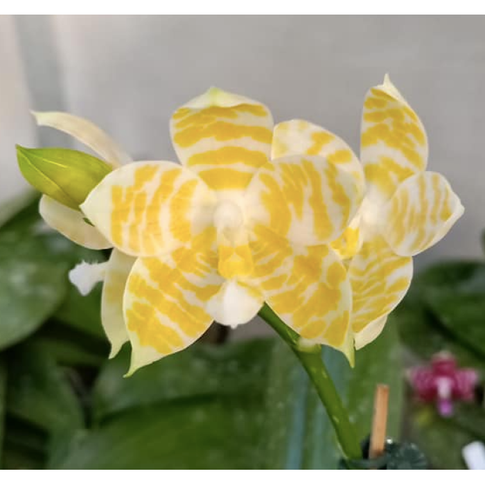 Фаленопсис КС Супер Зебра Голден Зебра (KS Super Zebra Golden Zebra)